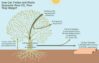 LMN_CarbonCycleofaTreeorPlant_rev