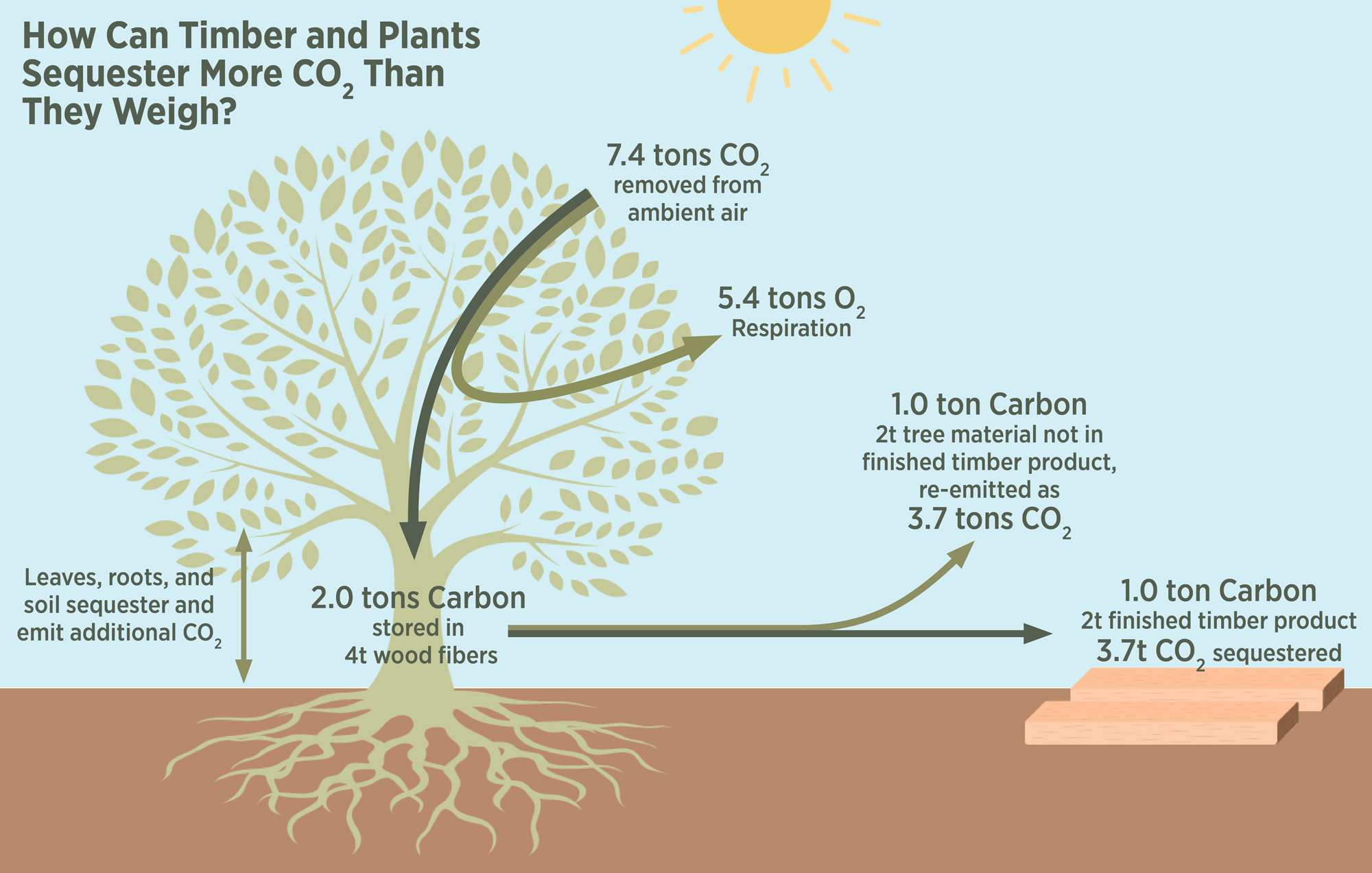 LMN_CarbonCycleofaTreeorPlant_rev