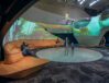 LMN_Seattle-Aquarium-Ocean-Pavilion_CC