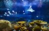 LMN_Seattle-Aquarium-Ocean-Pavilion_HH